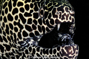 leopard murena enjoying the photo by Cipriano (ripli) Gonzalez 